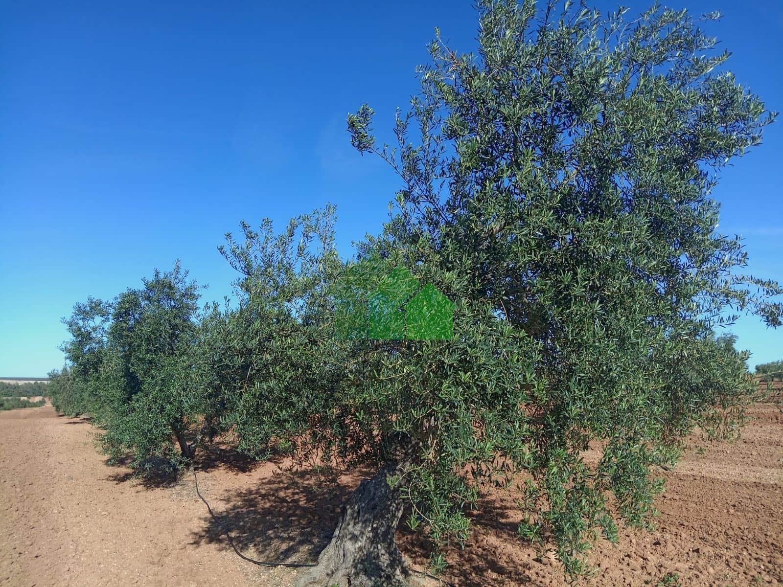 T-533: VENTA DE TIERRA DE SECANO PLANTADA DE OLIVOS. CORTE DE PELEAS - Foto 5