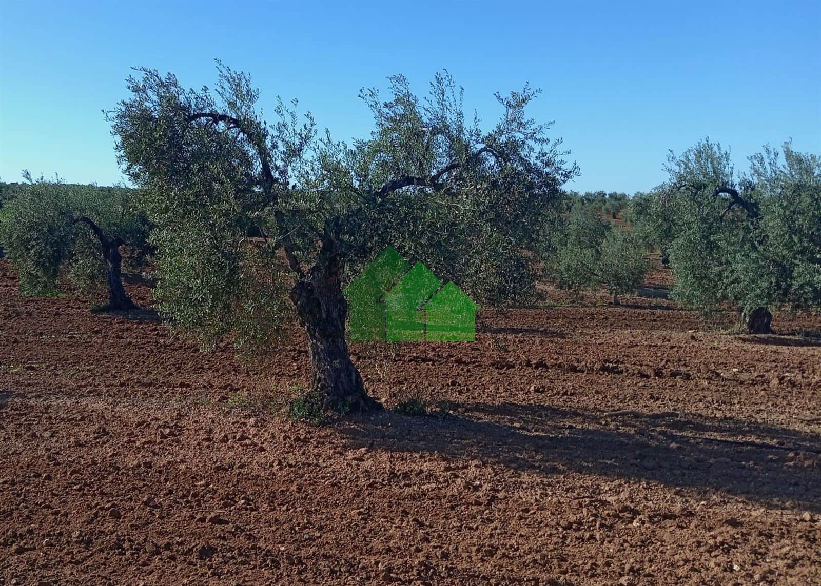 T-533: VENTA DE TIERRA DE SECANO PLANTADA DE OLIVOS. CORTE DE PELEAS - Foto 4
