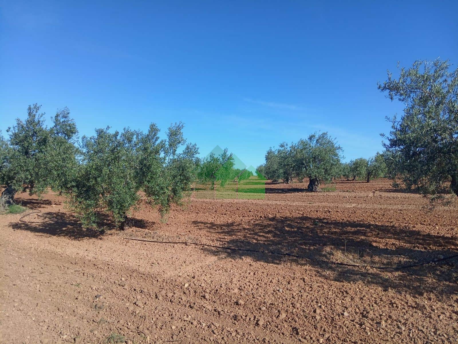 T-533: VENTA DE TIERRA DE SECANO PLANTADA DE OLIVOS. CORTE DE PELEAS - Foto 2