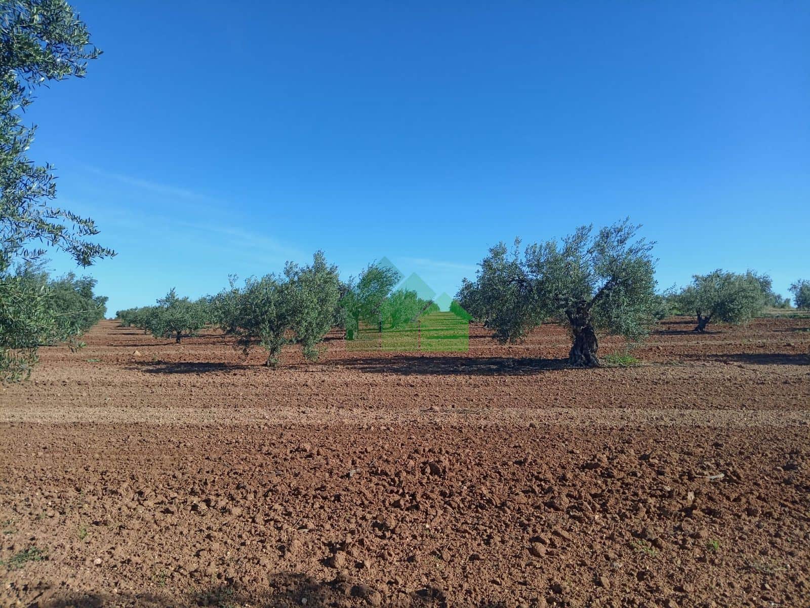 T-533: VENTA DE TIERRA DE SECANO PLANTADA DE OLIVOS. CORTE DE PELEAS - Foto 1