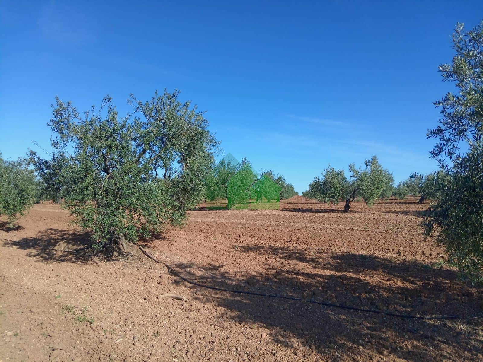 T-533: VENTA DE TIERRA DE SECANO PLANTADA DE OLIVOS. CORTE DE PELEAS - Foto 3