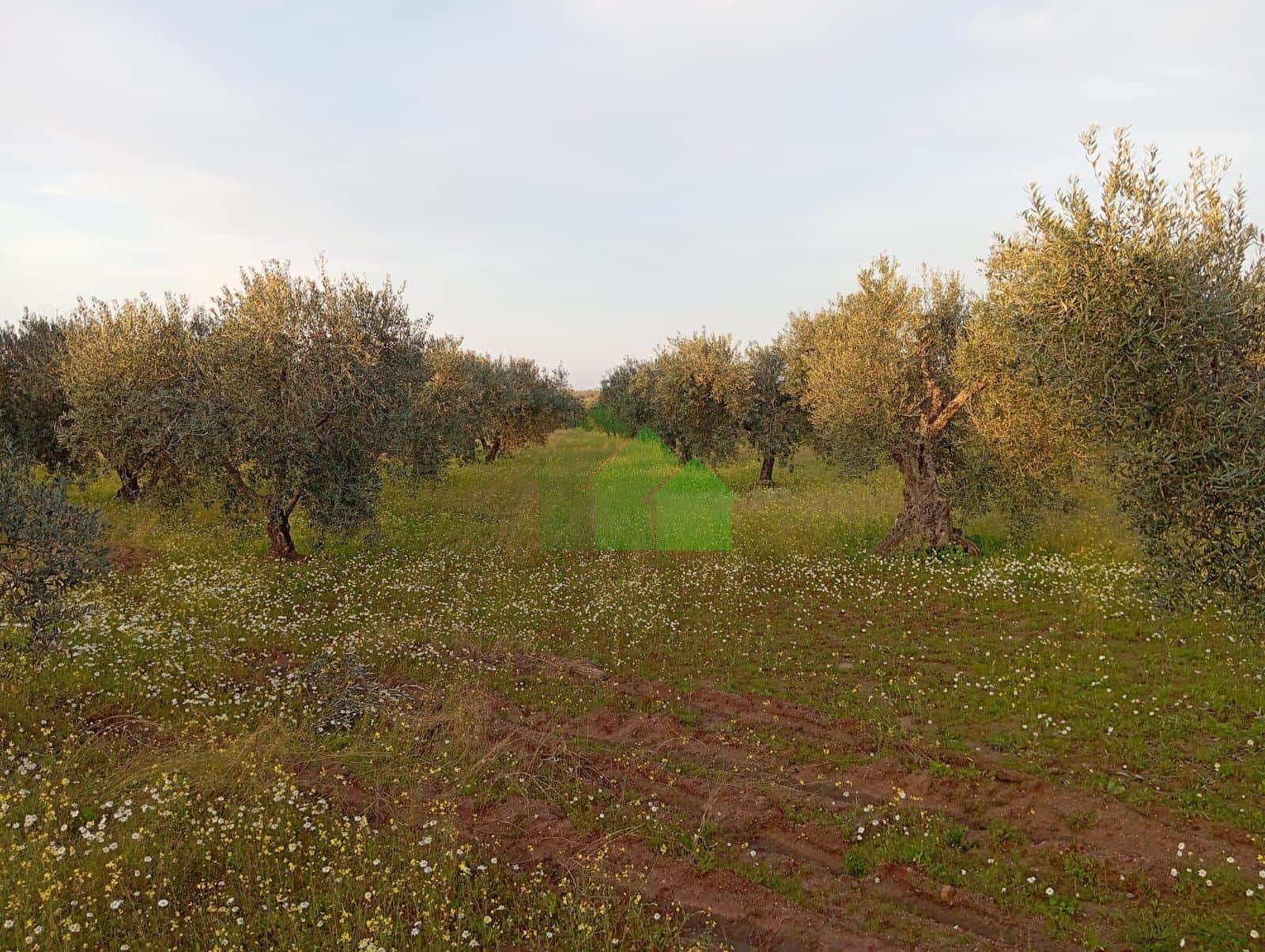 VENTA DE TIERRA SECANO PLANTADA DE OLIVOS - Foto 1
