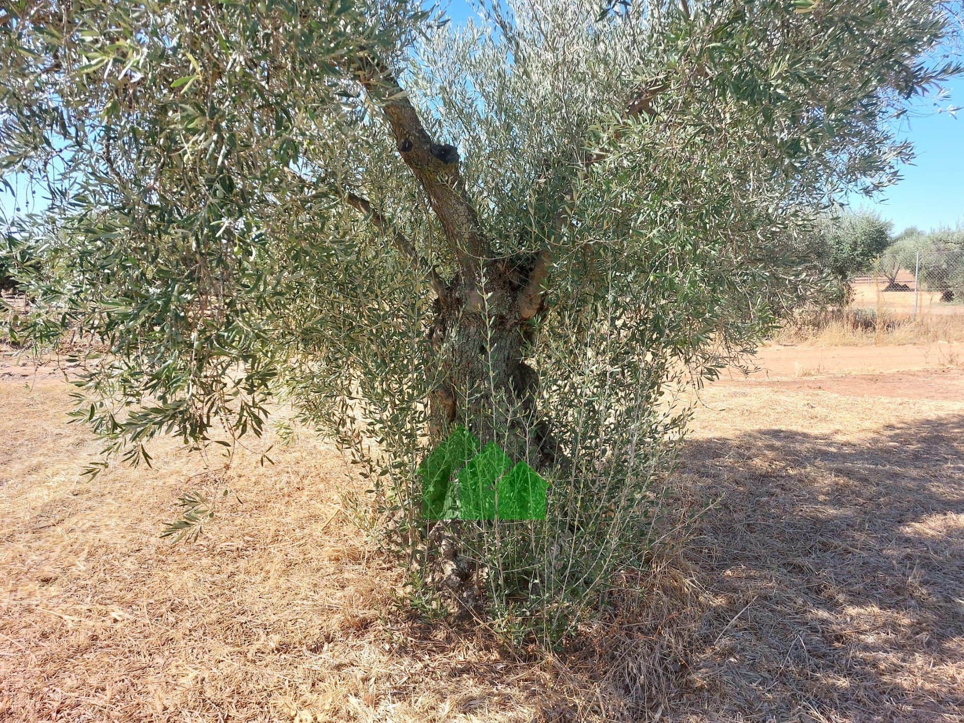 Terreno en venta en Montijo - Foto 3