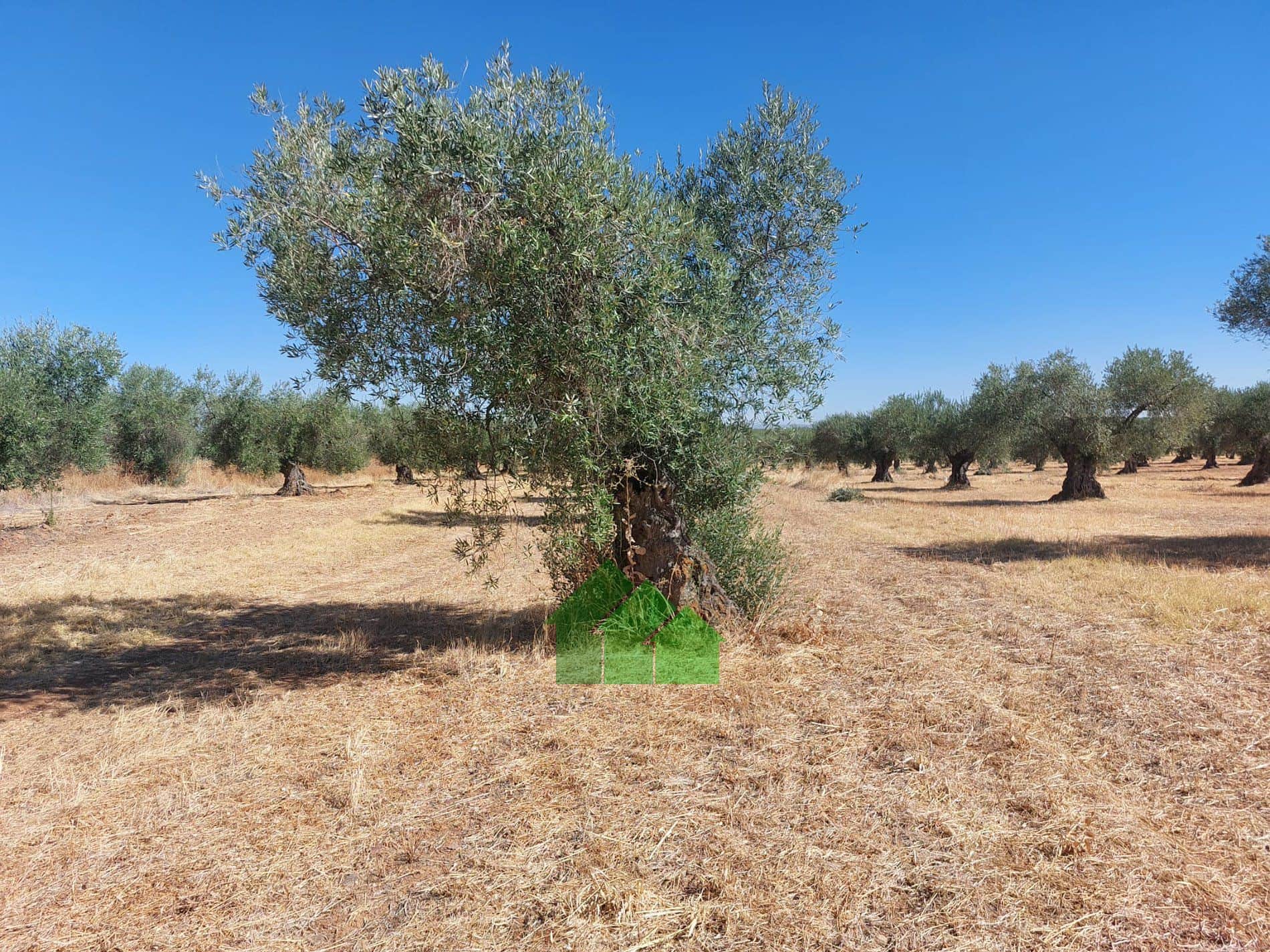 Terreno en venta en Montijo - Foto 4