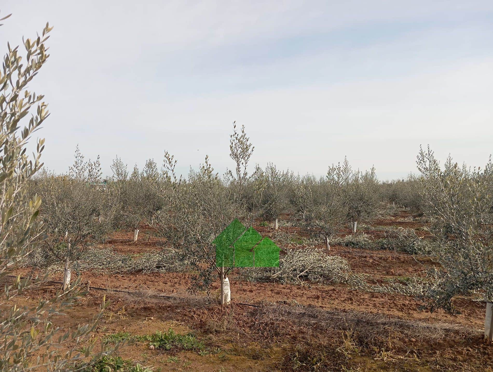 T-579: VENTA DE TIERRA DE VEGA PLANTA DE OLIVOS EN BARBAÑO (MONTIJO) - Foto 3