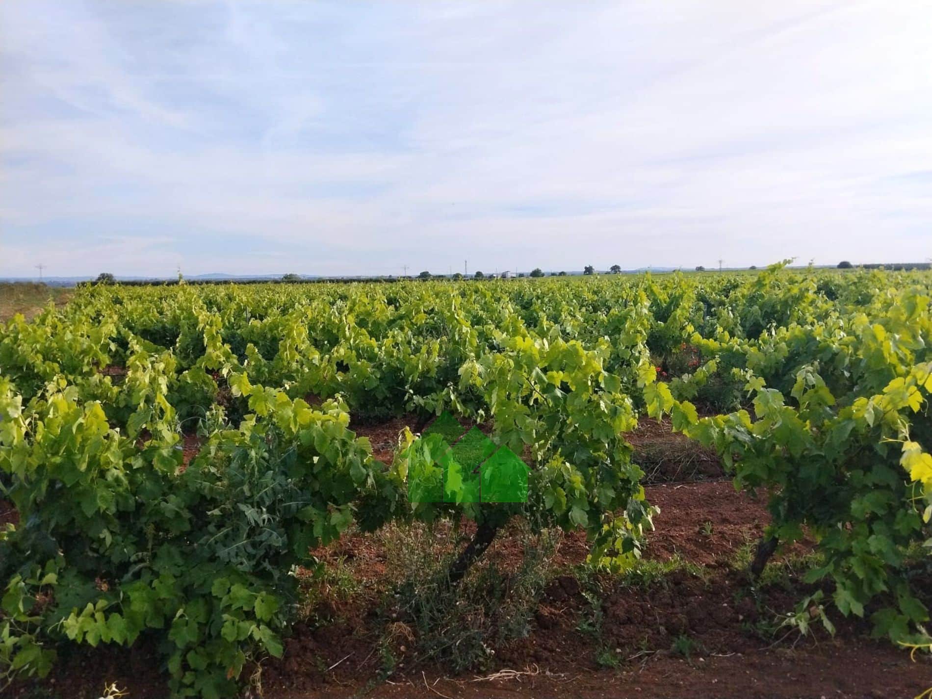 T-591: VENTA DE TIERRA DE REGADIO A PRESIÓN DE "EL PURO"  SEMBRADA DE VIÑA. ENTRE GUADIANA Y MONTIJO. - Foto 1