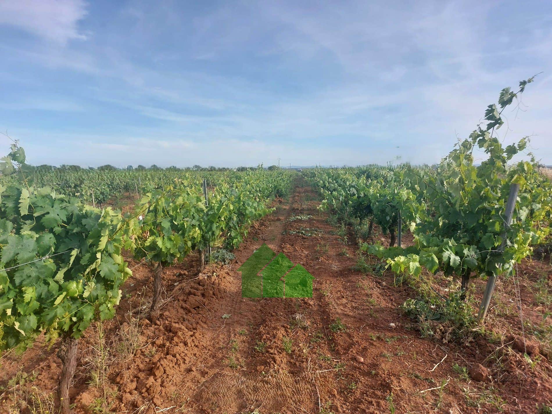 T-592: VENTA DE TIERRA DE REGADIO A PRESIÓN DE "EL PURO" SEMBRADA DE VIÑA. ENTRE GUADIANA Y MONTIJO. - Foto 1