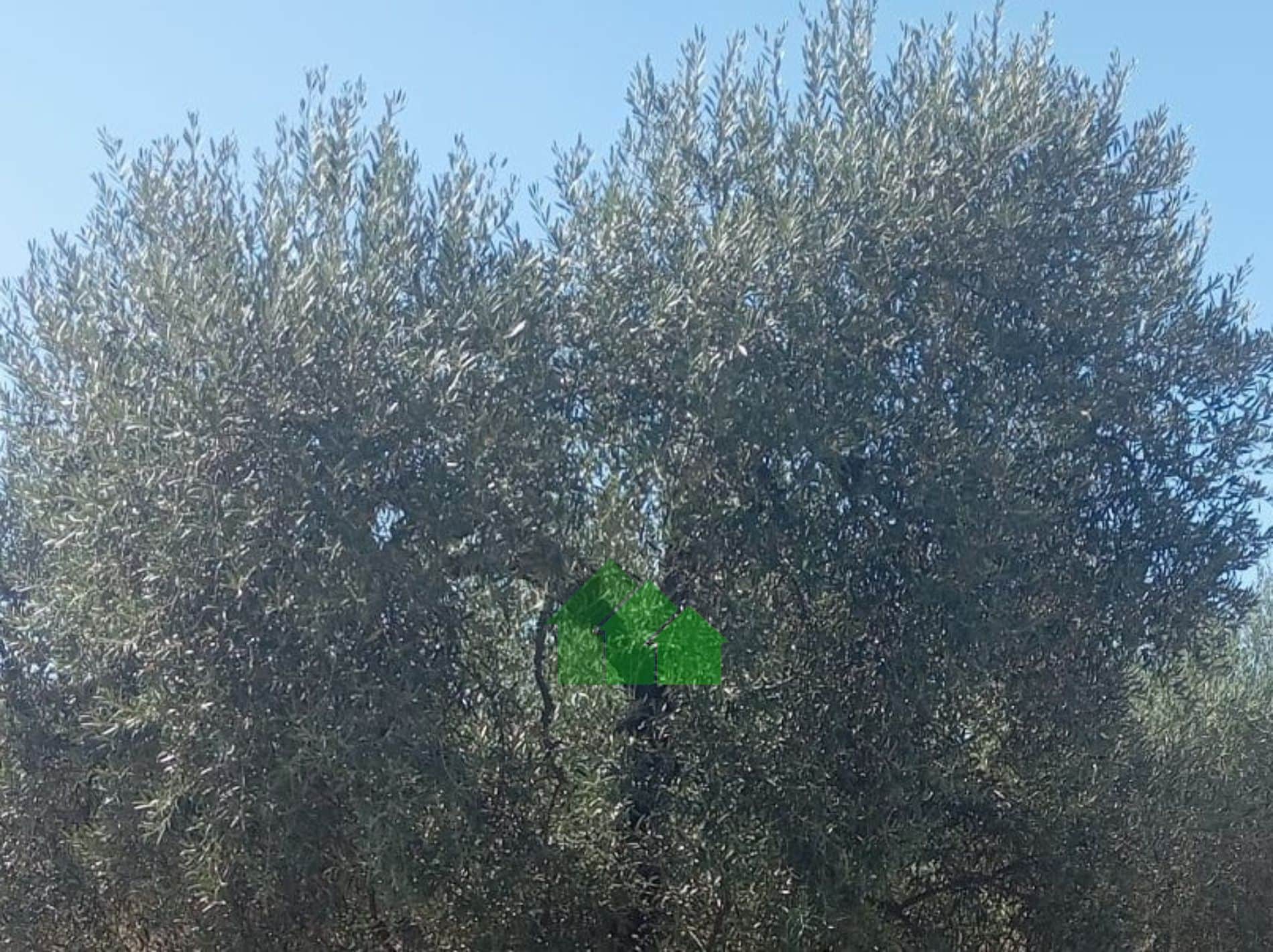 Terreno - La Garrovilla - Foto 1