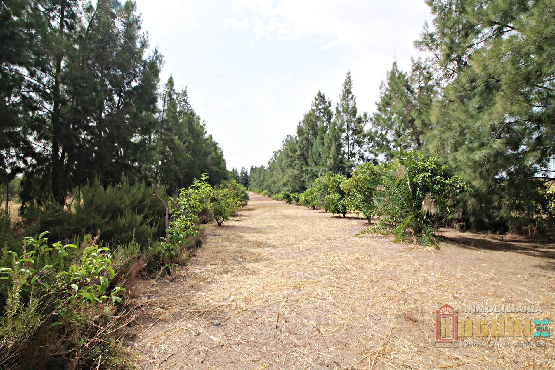 Terreno - La Palma Del Condado - Foto 1