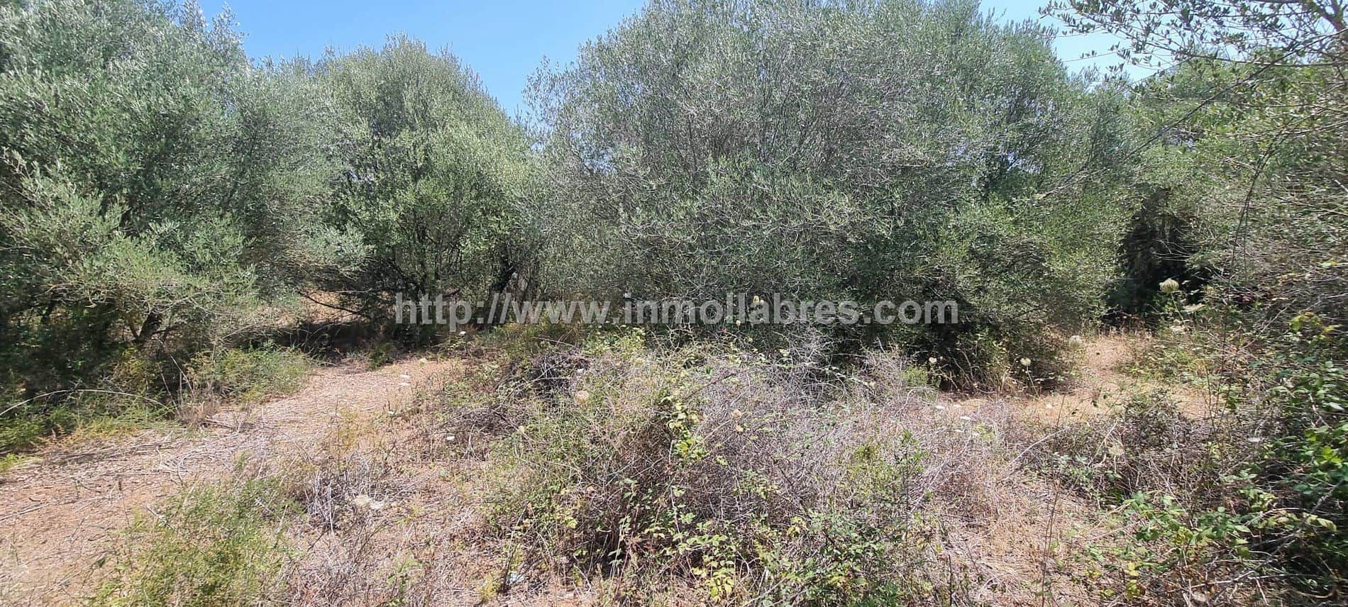 Terreno en venta en Inca - Foto 4