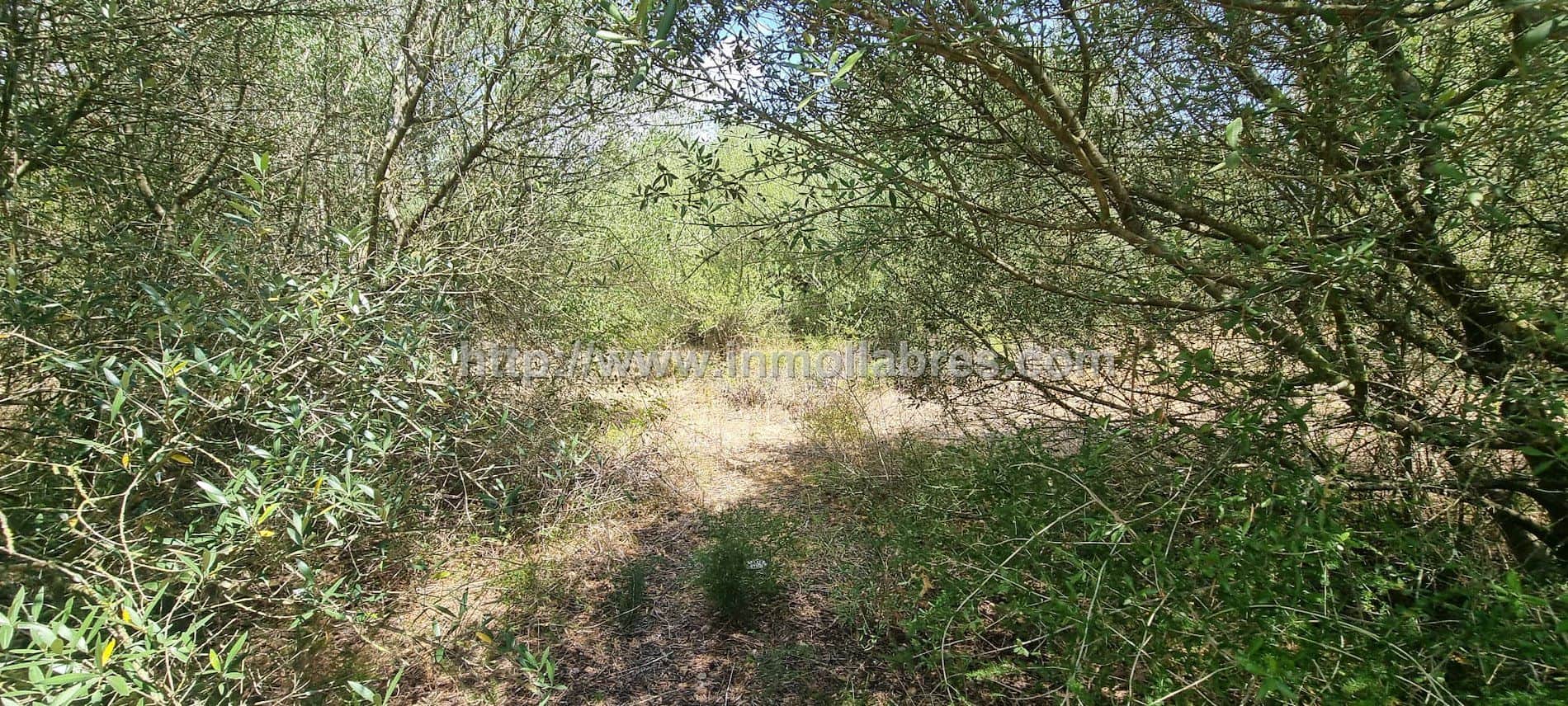 Terreno en venta en Inca - Foto 2