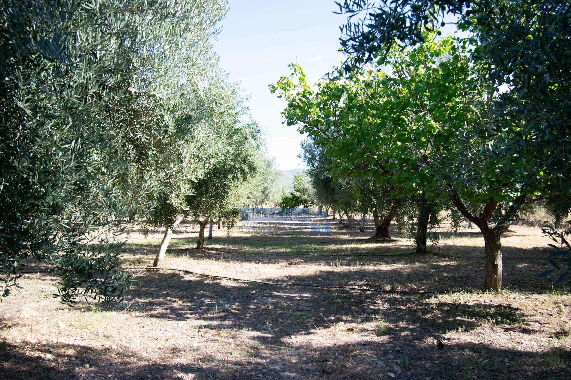 Finca - Casinos - Foto 4
