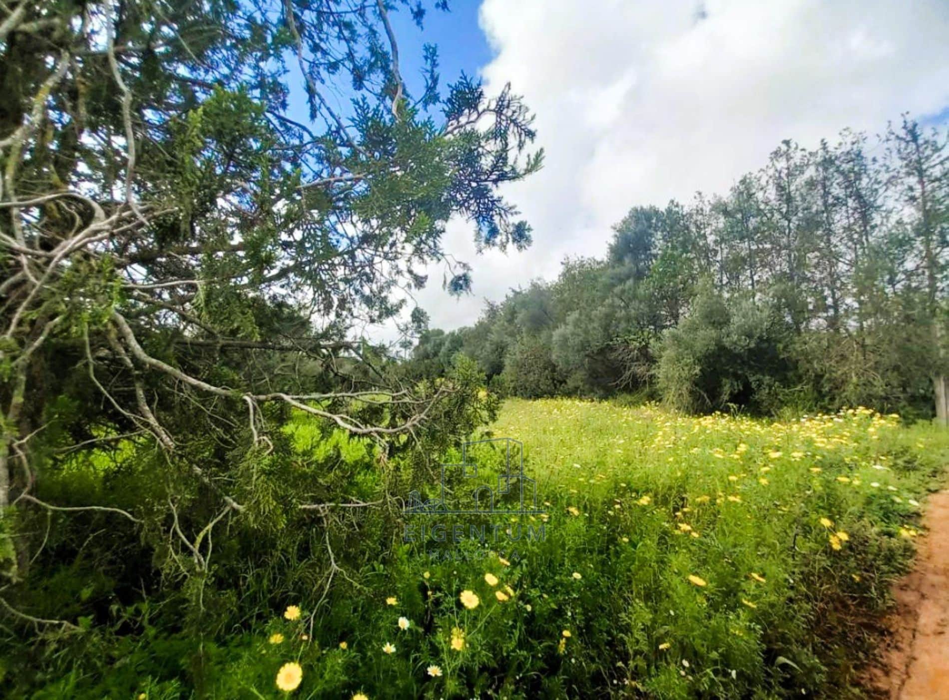 OPORTUNIDAD UNICA EN MALLORCA -CONSELL - Foto 1