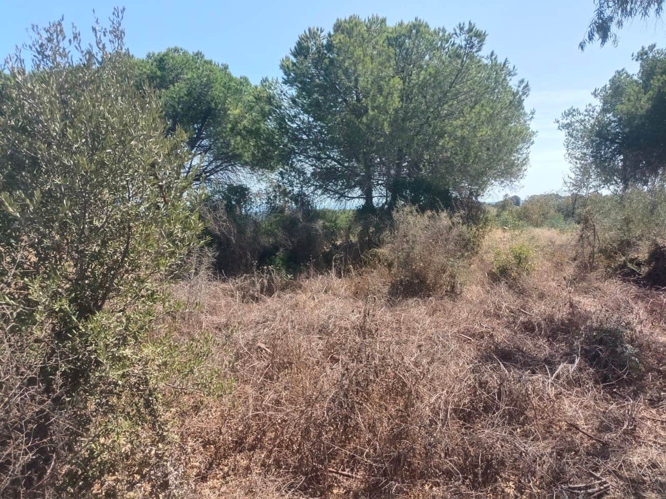 Donde el Golf se Funde con el Mar: Parcela Exclusiva en La Reserva de Sotogrande.- - Foto 5