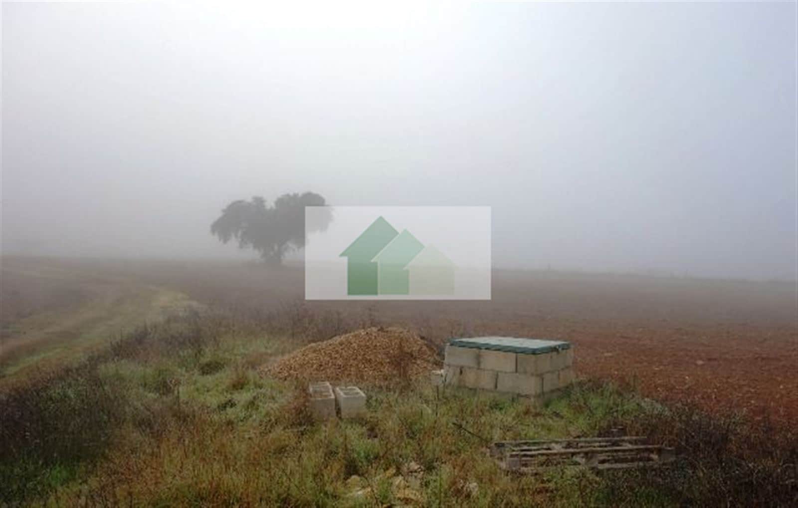 T-341: VENTA DE TERRENO VALLADO CON NAVE AGRICOLA .... - Foto 5