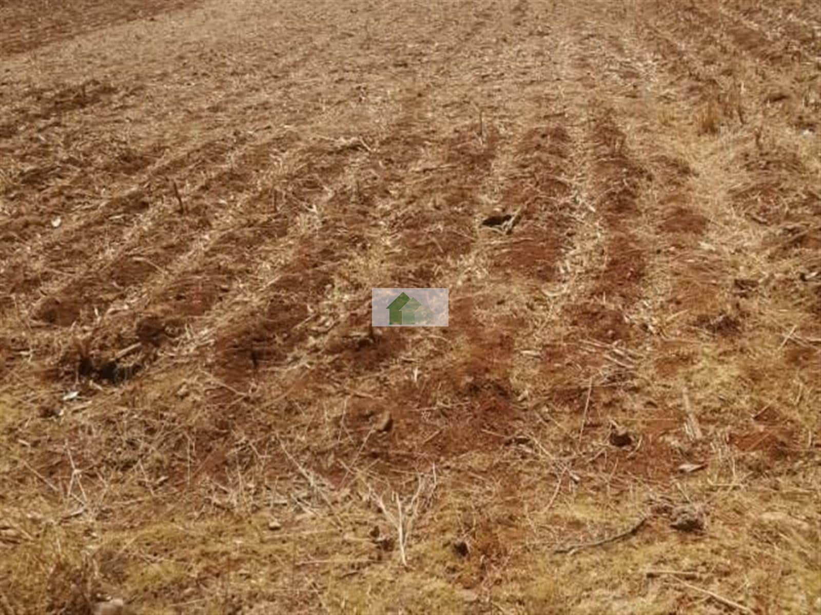 TERRENO DE SECANO CERCA DE LA POBLACIÓN - Foto 1