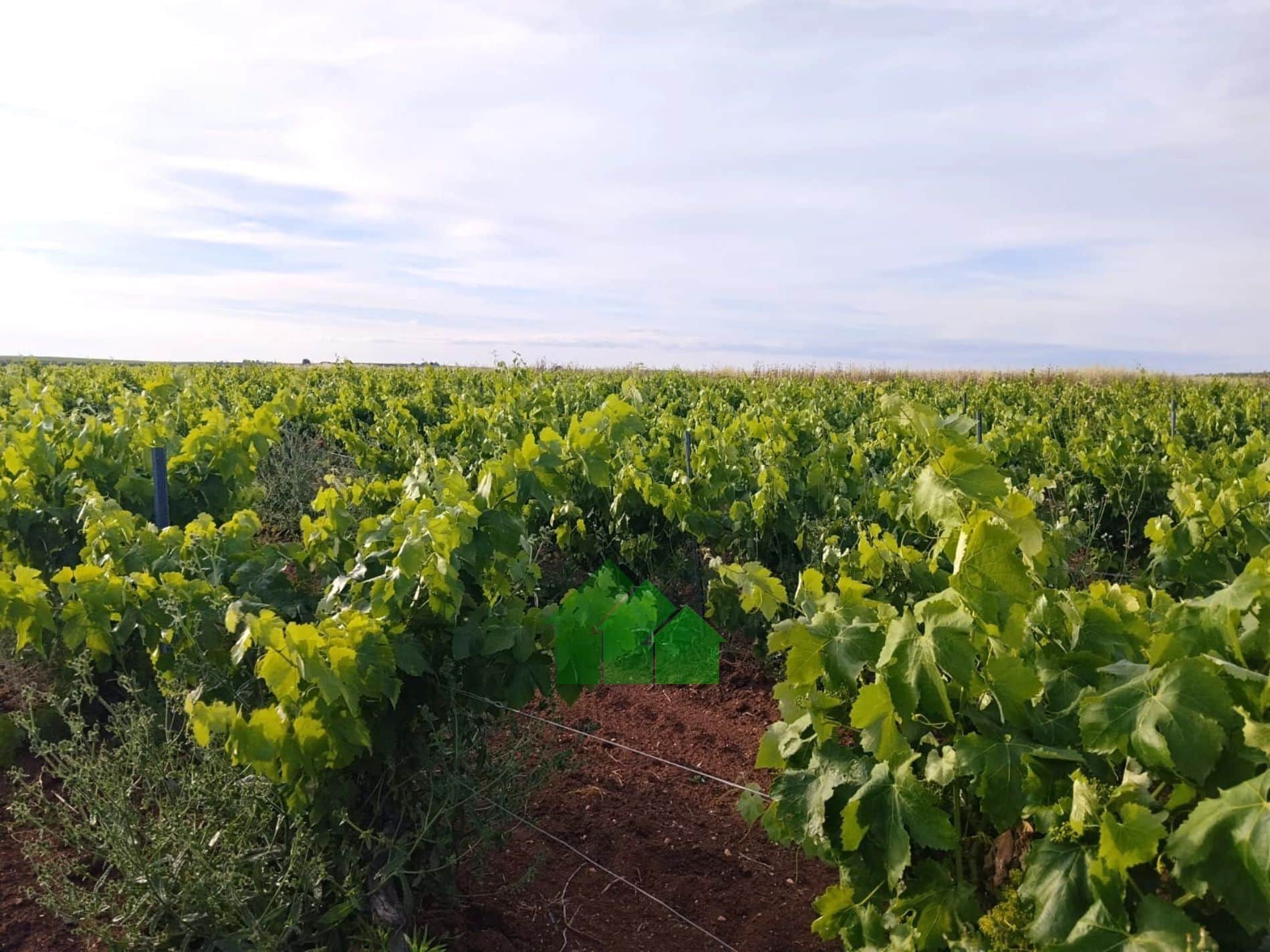 T-591: VENTA DE TIERRA DE REGADIO A PRESIÓN DE "EL PURO" SEMBRADA DE VIÑA. ENTRE GUADIANA Y MONTIJO. - Foto 2