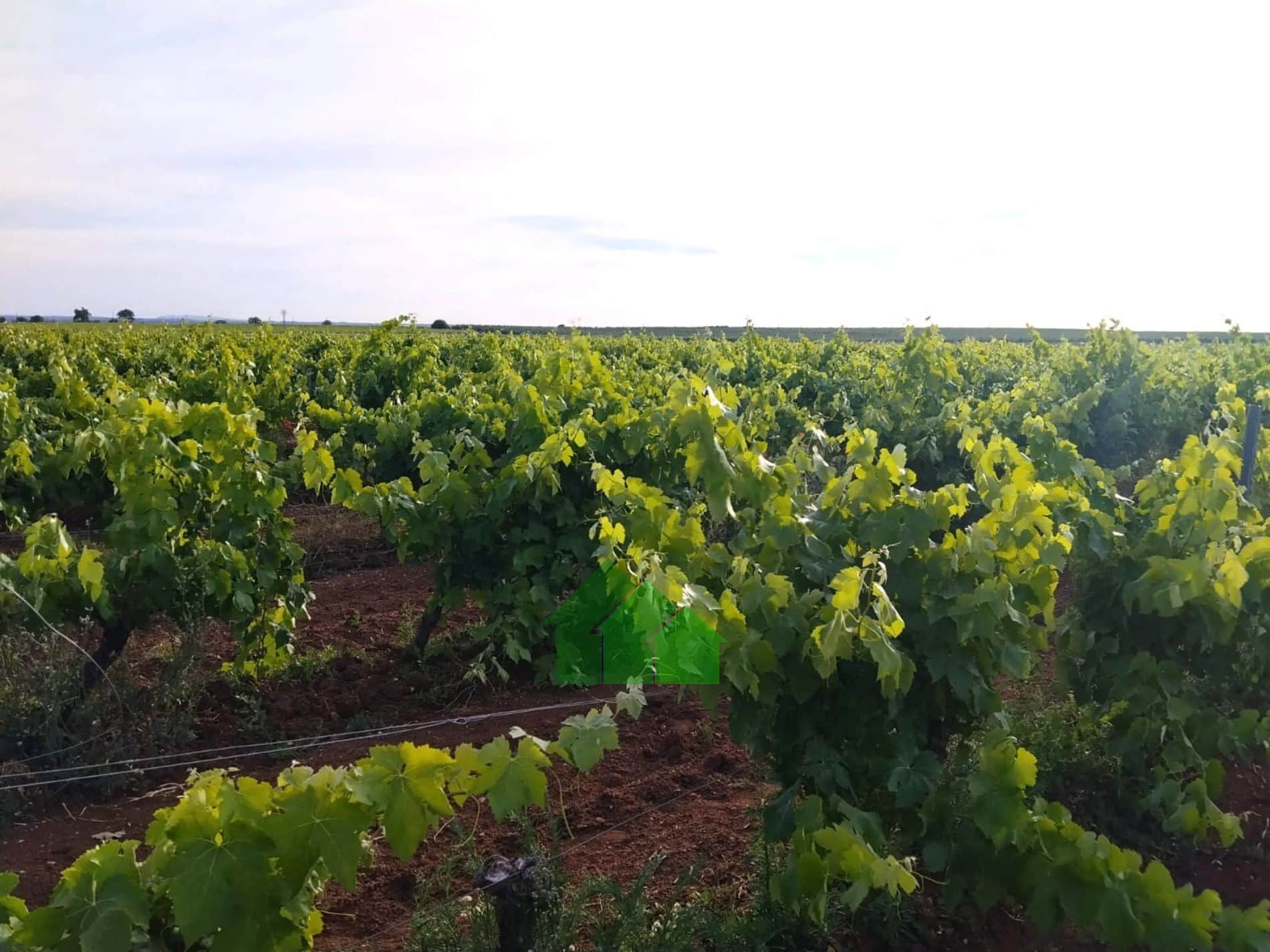 T-591: VENTA DE TIERRA DE REGADIO A PRESIÓN DE "EL PURO" SEMBRADA DE VIÑA. ENTRE GUADIANA Y MONTIJO. - Foto 3