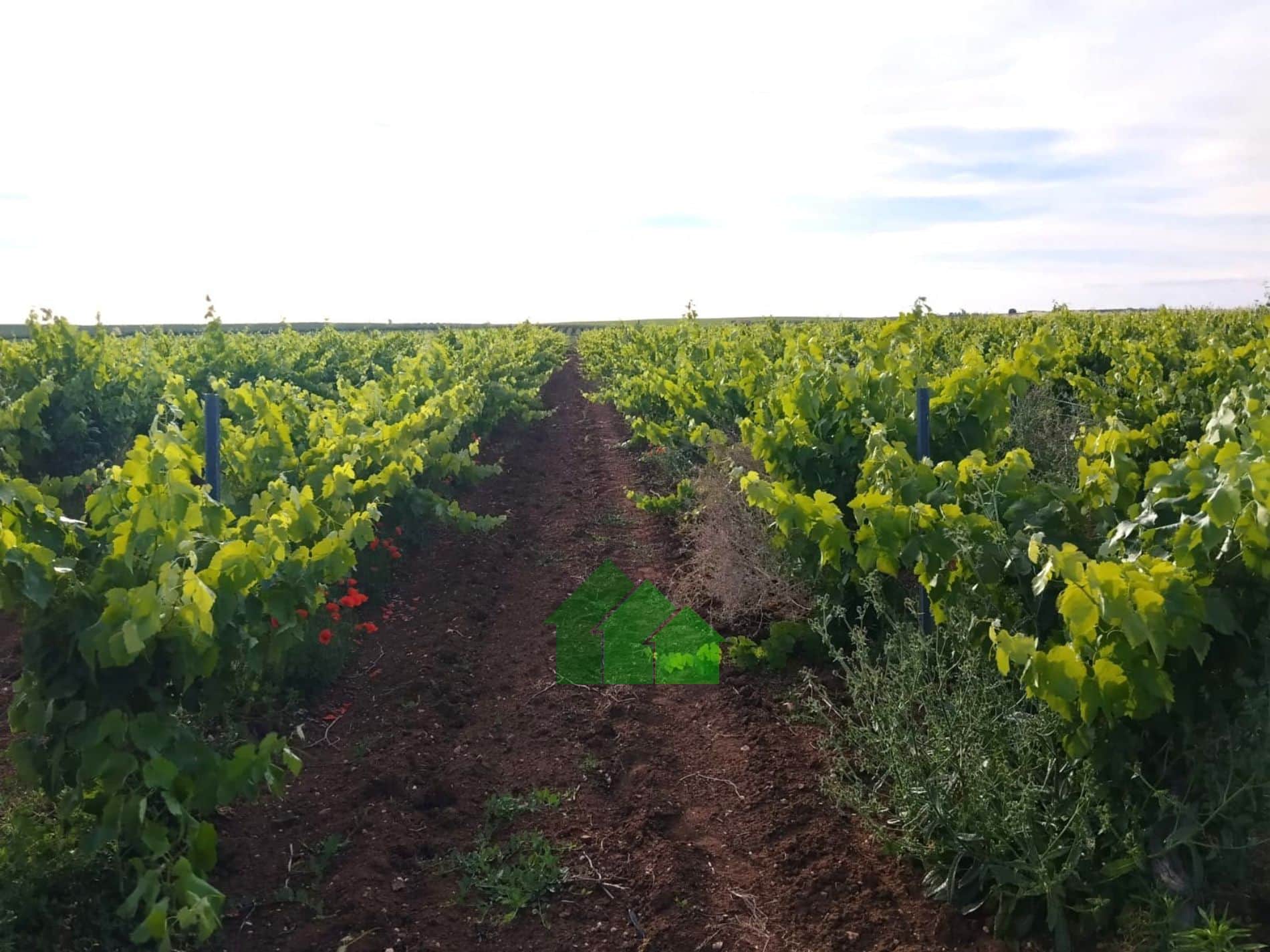 T-591: VENTA DE TIERRA DE REGADIO A PRESIÓN DE "EL PURO" SEMBRADA DE VIÑA. ENTRE GUADIANA Y MONTIJO. - Foto 4