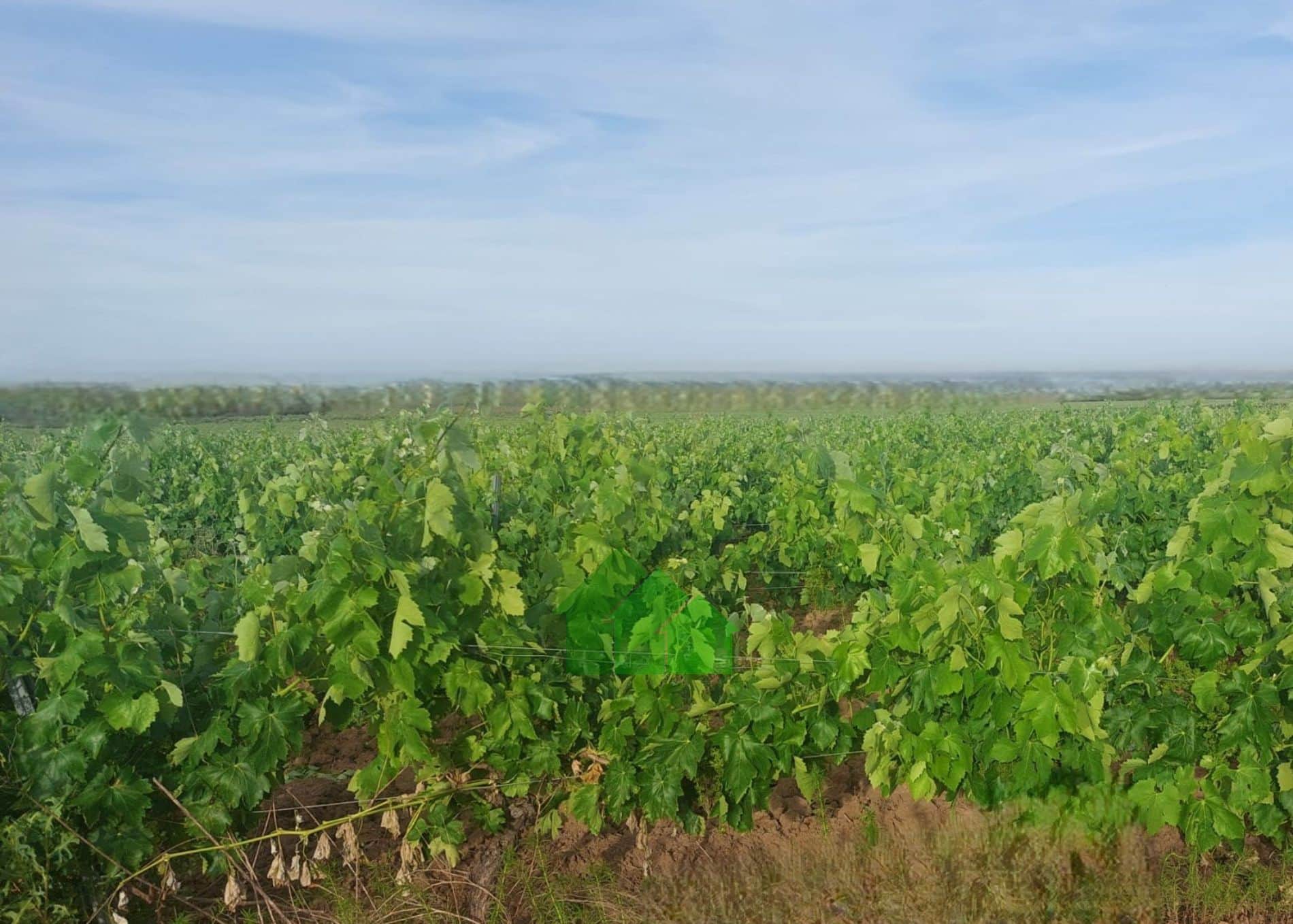 T-592: VENTA DE TIERRA DE REGADIO A PRESIÓN DE "EL PURO" SEMBRADA DE VIÑA. ENTRE GUADIANA Y MONTIJO. - Foto 4
