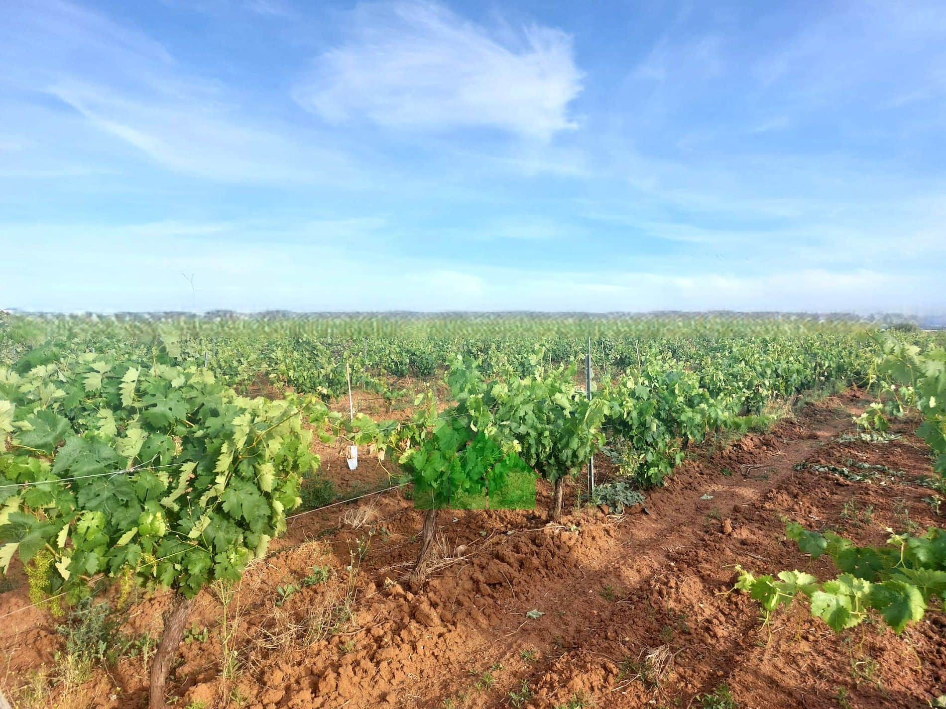 T-592: VENTA DE TIERRA DE REGADIO A PRESIÓN DE "EL PURO" SEMBRADA DE VIÑA. ENTRE GUADIANA Y MONTIJO. - Foto 3