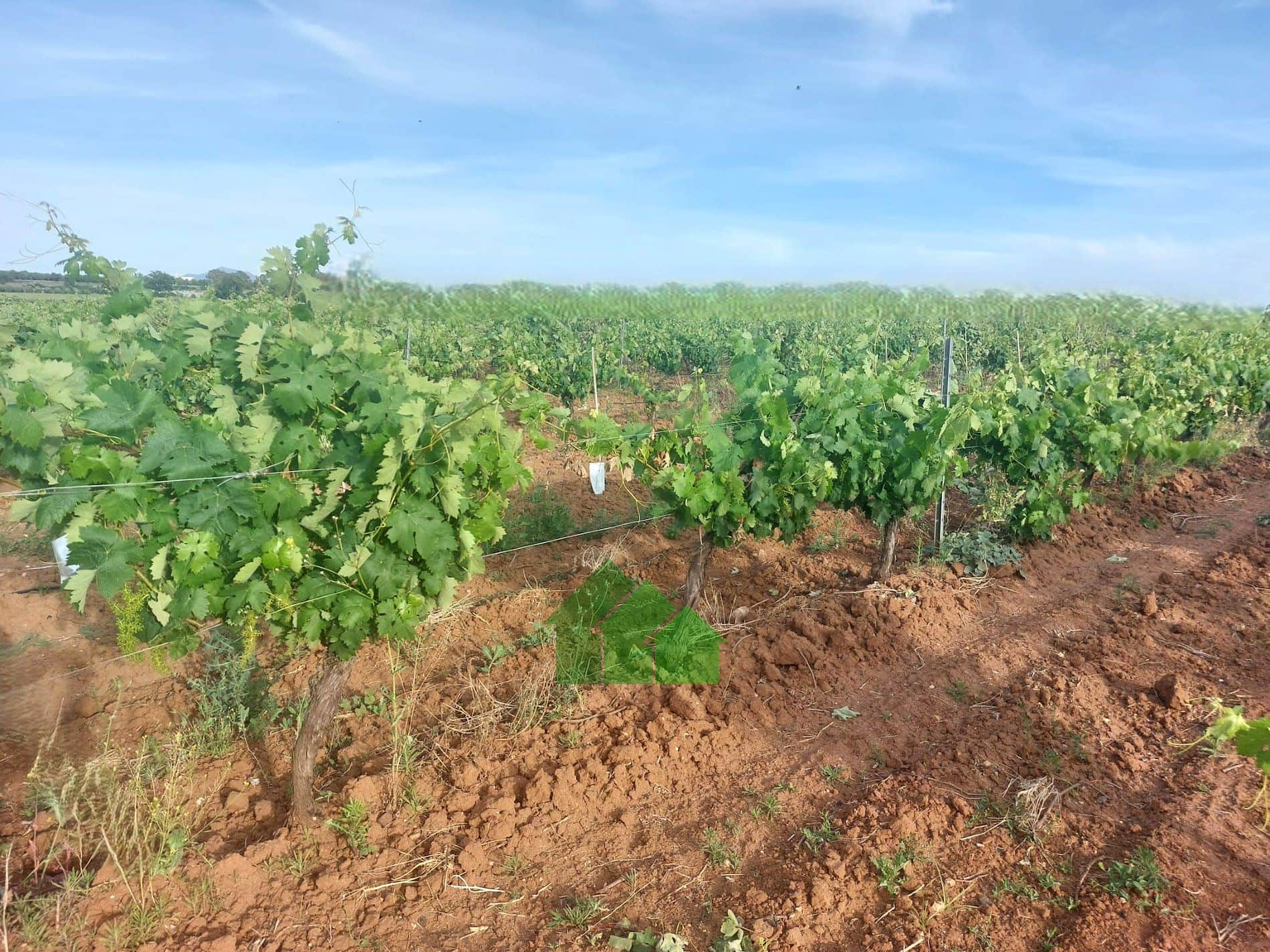 T-592: VENTA DE TIERRA DE REGADIO A PRESIÓN DE "EL PURO" SEMBRADA DE VIÑA. ENTRE GUADIANA Y MONTIJO. - Foto 2