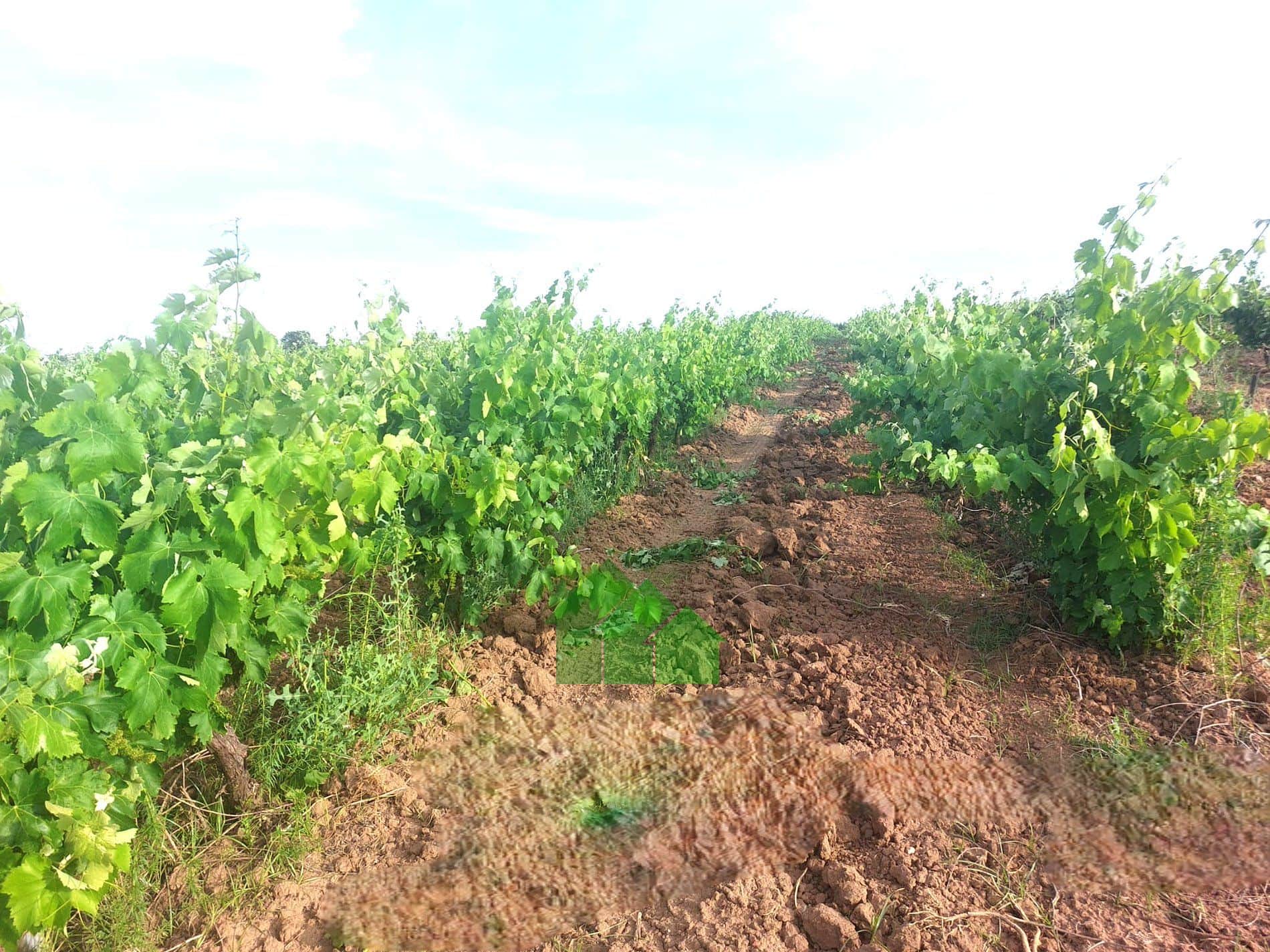 T-592: VENTA DE TIERRA DE REGADIO A PRESIÓN DE "EL PURO" SEMBRADA DE VIÑA. ENTRE GUADIANA Y MONTIJO. - Foto 5