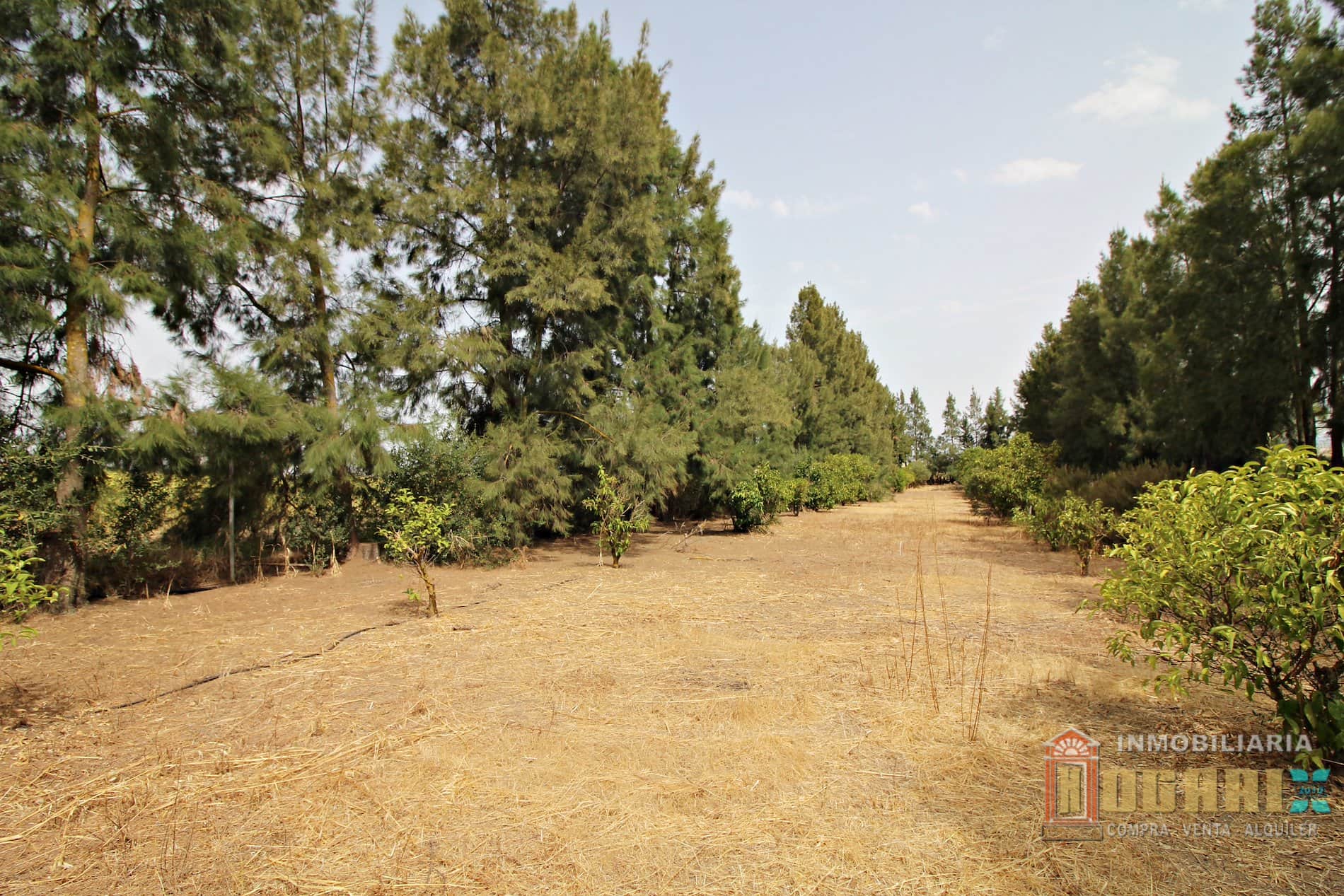 Terreno en venta en La Palma del Condado - Foto 5