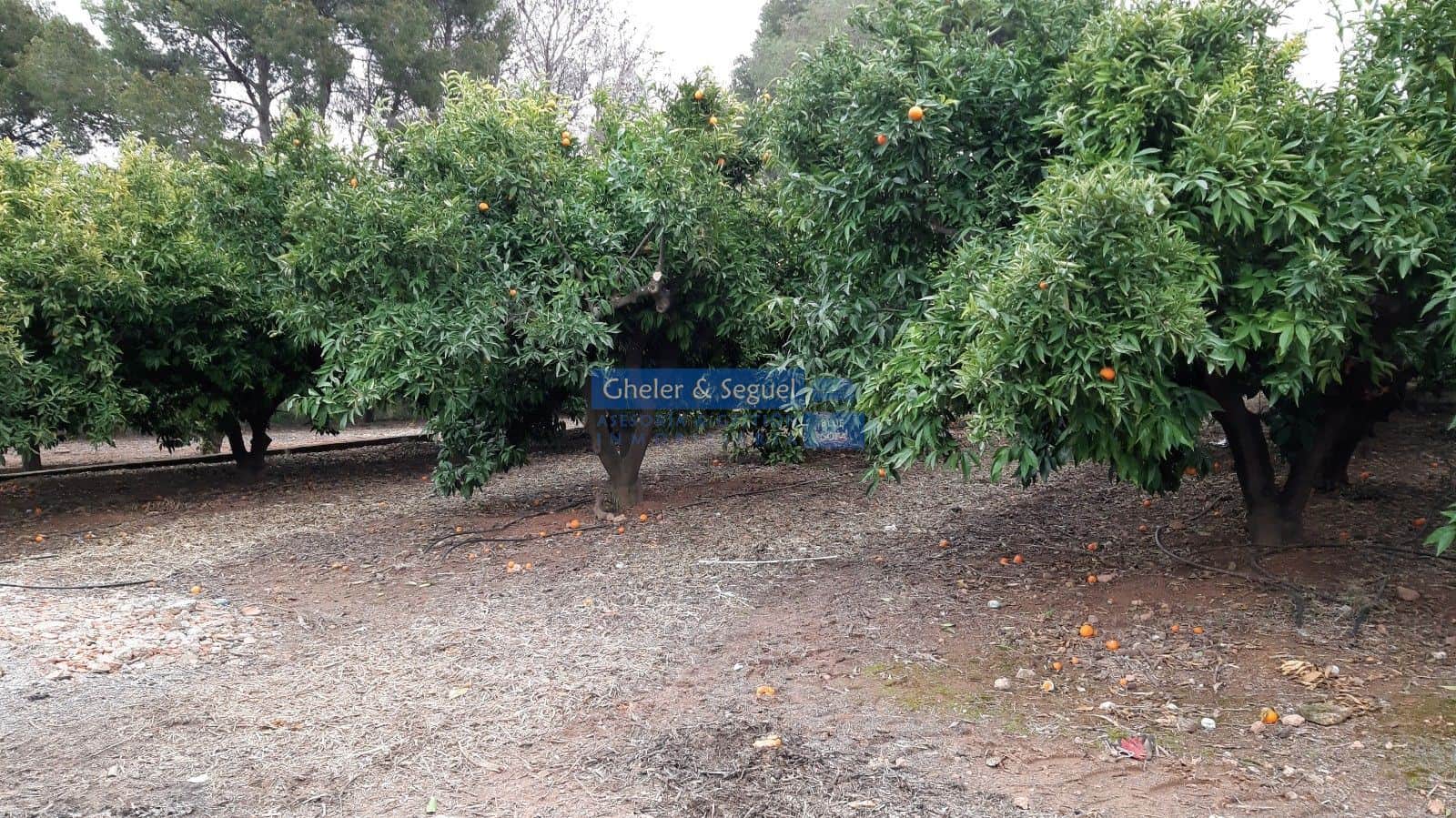 Parcela urbana y parcela de naranjos - Foto 4